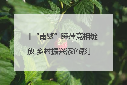 “南繁”睡莲竞相绽放 乡村振兴添色彩