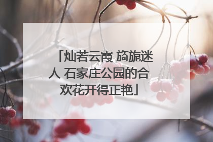 灿若云霞 旖旎迷人 石家庄公园的合欢花开得正艳