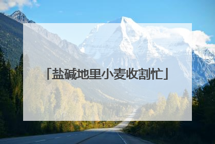 盐碱地里小麦收割忙