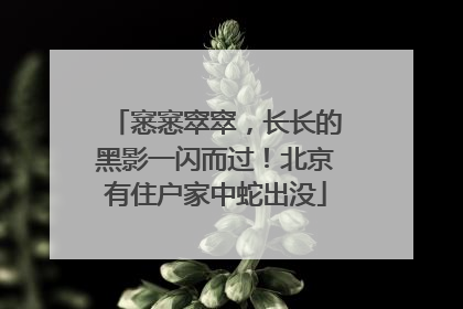 窸窸窣窣，长长的黑影一闪而过！北京有住户家中蛇出没
