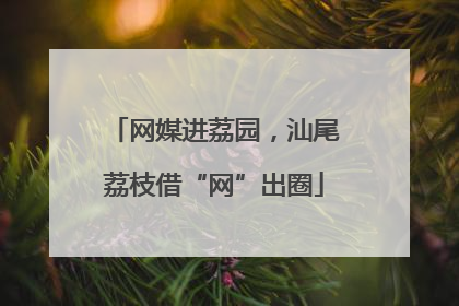 网媒进荔园，汕尾荔枝借“网”出圈