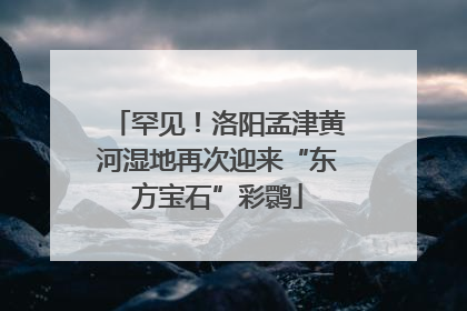 罕见！洛阳孟津黄河湿地再次迎来“东方宝石”彩鹮