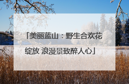 美丽蓝山：野生合欢花绽放 浪漫景致醉人心