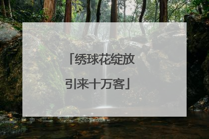 绣球花绽放 引来十万客