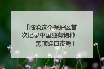 临沧这个保护区首次记录中国独有物种——黑顶蛙口夜鹰