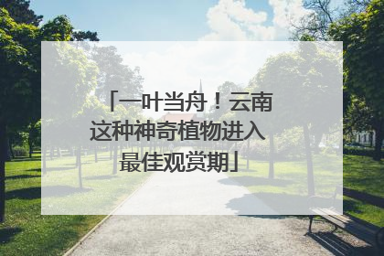 一叶当舟！云南这种神奇植物进入最佳观赏期