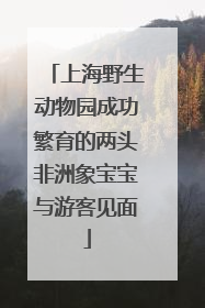 上海野生动物园成功繁育的两头非洲象宝宝与游客见面