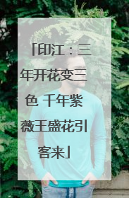 印江：三年开花变三色 千年紫薇王盛花引客来