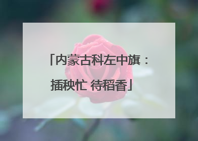 内蒙古科左中旗：插秧忙 待稻香