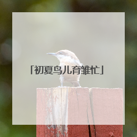 初夏鸟儿育雏忙