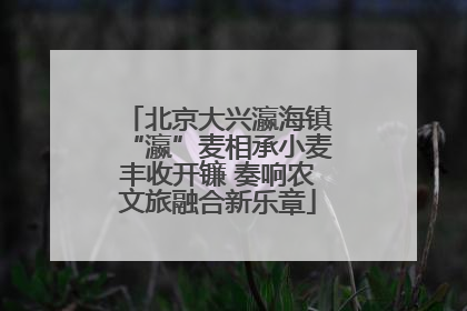 北京大兴瀛海镇“瀛”麦相承小麦丰收开镰 奏响农文旅融合新乐章
