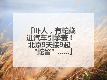 吓人，有蛇藏进汽车引擎盖！北京9天接9起“蛇警”……