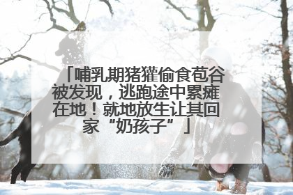 哺乳期猪獾偷食苞谷被发现，逃跑途中累瘫在地！就地放生让其回家“奶孩子”
