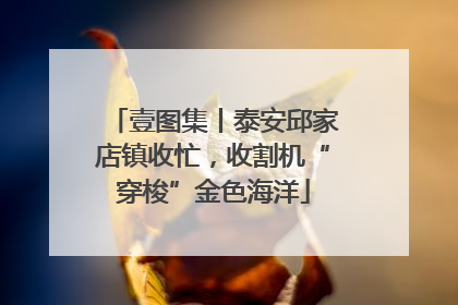 壹图集丨泰安邱家店镇收忙，收割机“穿梭”金色海洋
