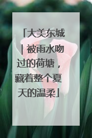 大美东城｜被雨水吻过的荷塘，藏着整个夏天的温柔