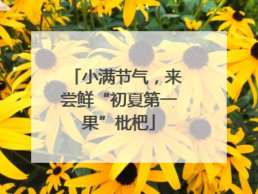 小满节气，来尝鲜“初夏第一果”枇杷