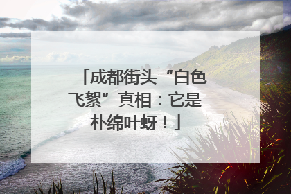 成都街头“白色飞絮”真相：它是朴绵叶蚜！