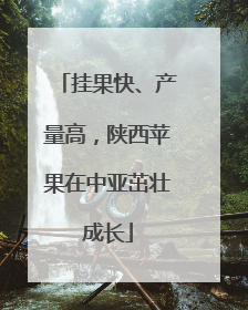 挂果快、产量高，陕西苹果在中亚茁壮成长