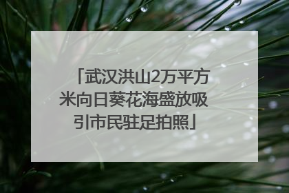武汉洪山2万平方米向日葵花海盛放吸引市民驻足拍照