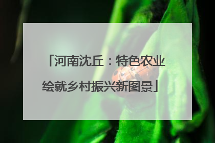 河南沈丘：特色农业绘就乡村振兴新图景