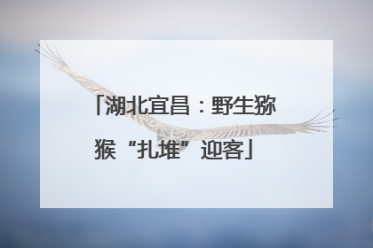 湖北宜昌：野生猕猴“扎堆”迎客
