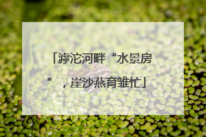 滹沱河畔“水景房”，崖沙燕育雏忙
