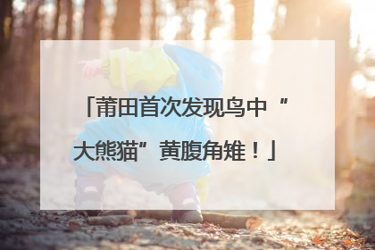 莆田首次发现鸟中“大熊猫”黄腹角雉！