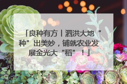 良种有方丨泗洪大地“种”出美妙，铺就农业发展金光大“稻”！