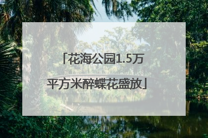 花海公园1.5万平方米醉蝶花盛放