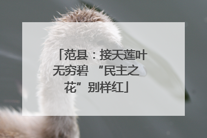范县：接天莲叶无穷碧 “民主之花”别样红