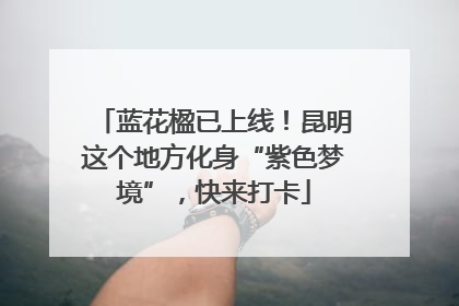蓝花楹已上线！昆明这个地方化身“紫色梦境”，快来打卡