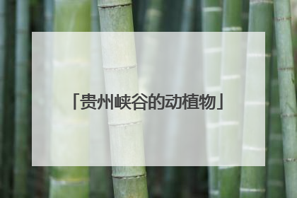贵州峡谷的动植物
