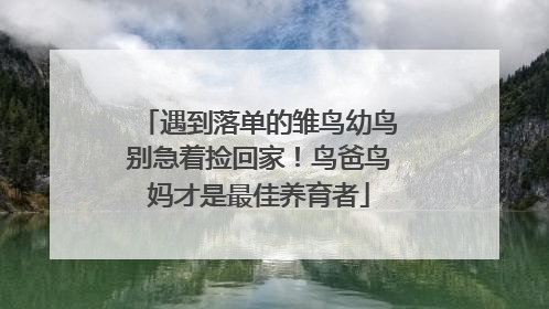 遇到落单的雏鸟幼鸟别急着捡回家！鸟爸鸟妈才是最佳养育者