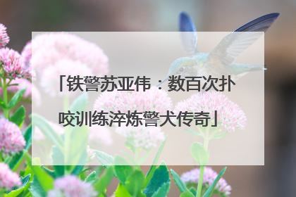 铁警苏亚伟：数百次扑咬训练淬炼警犬传奇