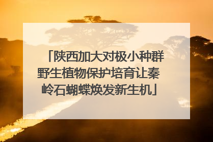 陕西加大对极小种群野生植物保护培育让秦岭石蝴蝶焕发新生机