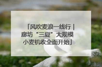 风吹麦浪一线行｜廊坊“三夏”大规模小麦机收全面开始