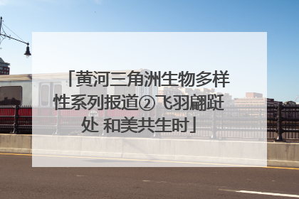 黄河三角洲生物多样性系列报道②飞羽翩跹处 和美共生时