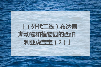 （外代二线）布达佩斯动物和植物园的西伯利亚虎宝宝（2）