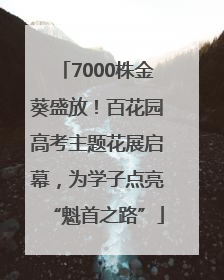 7000株金葵盛放！百花园高考主题花展启幕，为学子点亮“魁首之路”